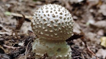 Amanita echinocephala, a toadstool with spines like a hedgehog