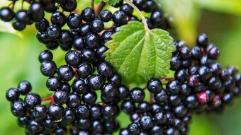 I Went for a Ride to Find Elderberry, Known Remedy for COVID19