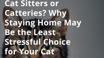 Cat Sitters or Catteries? Why Staying Home May Be the Least Stressful Choice for Your Cat