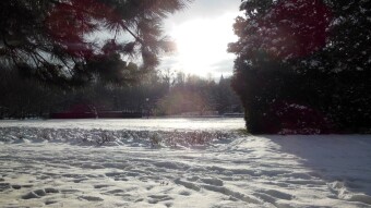 I found a frost-resistant plant on a tree - what is it? - My Actifit Report Card: December 14 2022
