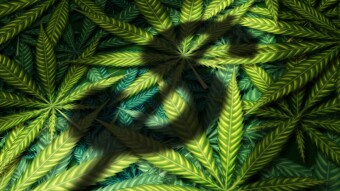 Pot Stocks, Psychedlic Stocks!  The New Big thing, forget Crypto!  Tho Crypto to grow with Pot Stocks if the Shops start using Crypto!