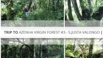 Trip to Azenha Virgin Forest #3 - S.Justa Valongo | Portugal