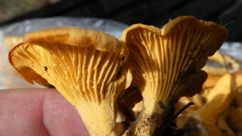 Cantharellus cibarius versus Worms - health properties of mushrooms