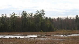 Weekend Nature Walk: The Watering Hole - Canivorous plants, raptors, groundhogs and more