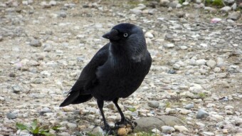 New generation, new hand - Jackdaws have returned to the feeding place