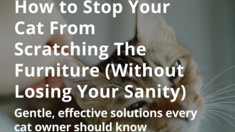 How to Stop Your Cat From Scratching The Furniture (Without Losing Your Sanity)