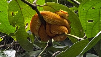 Cahuita National Park. Costa Rica, province of Limon. Southern Caribbean Cruise. Day 4.