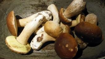 Mushroom memories of last season, giant boletes and parasol mushrooms - short summary