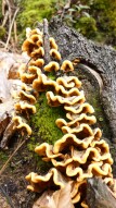 My trip to Jura, Poland. Mushrooms living on trees, parasites, not yet marked # 1