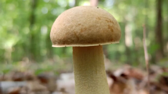 Early-autumn walks in a mixed forest - Leccinellum crocipodium and an poor man’s steak