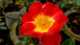 Red rose photography