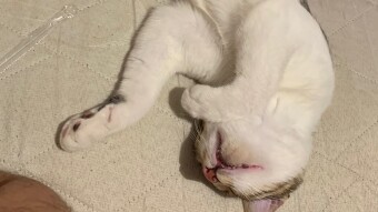 LOCOstories #31 daily routine the sleeping weird positions