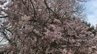 I wish I were a tree