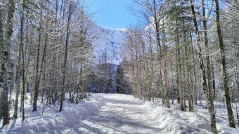 Forest Roads In Winter, Part Two