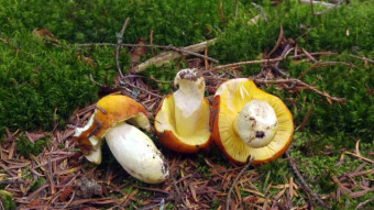 Gilded brittlegill - Edible lamellar mushrooms