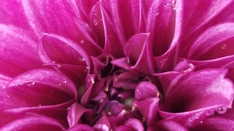 Purple Flower closeup