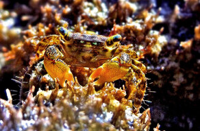 Hemigrapsus nudus - Banderas Bay, Mexico