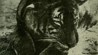 Sang Belang - A Malayan Were-Tiger Fiction