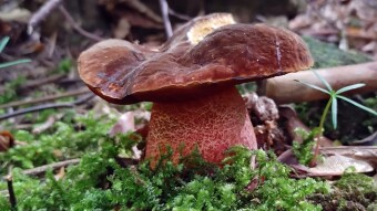 Growth phases of red boletus (Neoboletus erythropus), one of the first edible boletus