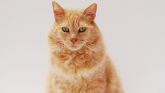 This Little Known Thing Can Cause Seizures In Older Cats
