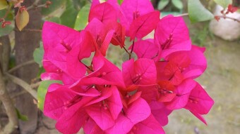 Baganbilash Flower Photography