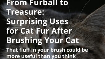 From Furball to Treasure: Surprising Uses for Cat Fur After Brushing Your Cat