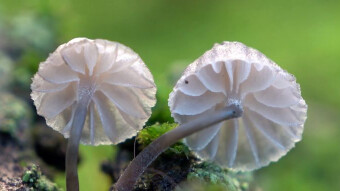 Mycena pseudocorticola - a delicate, rare tree mushroom