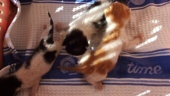 3 new family members