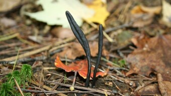 Fungi Friday - Ascomycetes and a Mutant Milk Cap