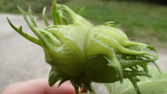 The fruit looks demonic - an unusual tree in my park