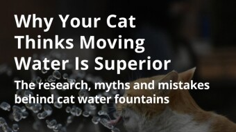 Why Your Cat Thinks Moving Water Is Superior