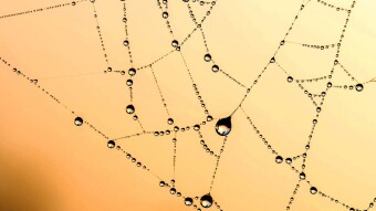 Full of Cobwebs