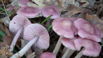 Mycena Rosea mushroom with hallucinogenic muscarine
