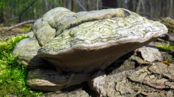 March walks in the woods in search of careathable mushrooms