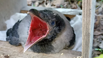 How to Feed 🪶 a Baby Crow