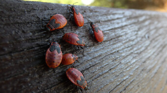 Bedbugs (Hemiptera), why so many in one place?
