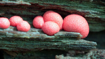 Wolf's milk - a slime mold moving towards the light
