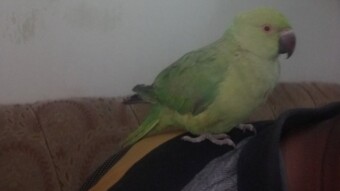 Parrot Photography.