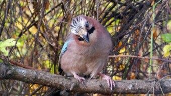 First contact with a young jay - it looks promising