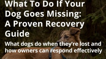 What To Do If Your Dog Goes Missing: A Proven Recovery Guide