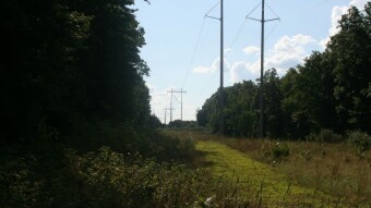 Wednesday Walk - Summer Meadows & Wetlands