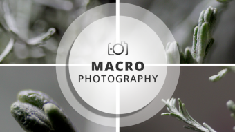 Macro Photography Session | Calocephalus brownii