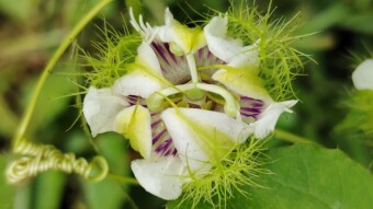 Photography of wild passion fruit or anarkali flowers.