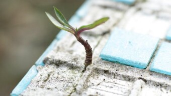 Growth Is Painful.