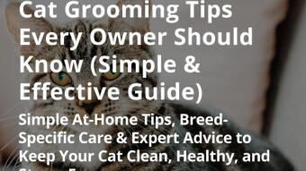 Cat Grooming Tips Every Owner Should Know (Simple & Effective Guide)