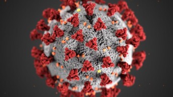 Scientists detected 6 new types of coronaviruses. Are they dangerous to humans?