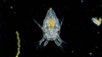 Revisiting The Microcosmos With New Eyes
