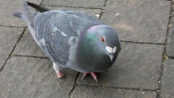 They are called "moggy" - Dove without a leg