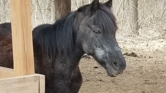 The old man