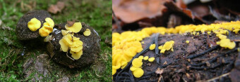 Mushrooms occurring in Europe - Bisporella citrina